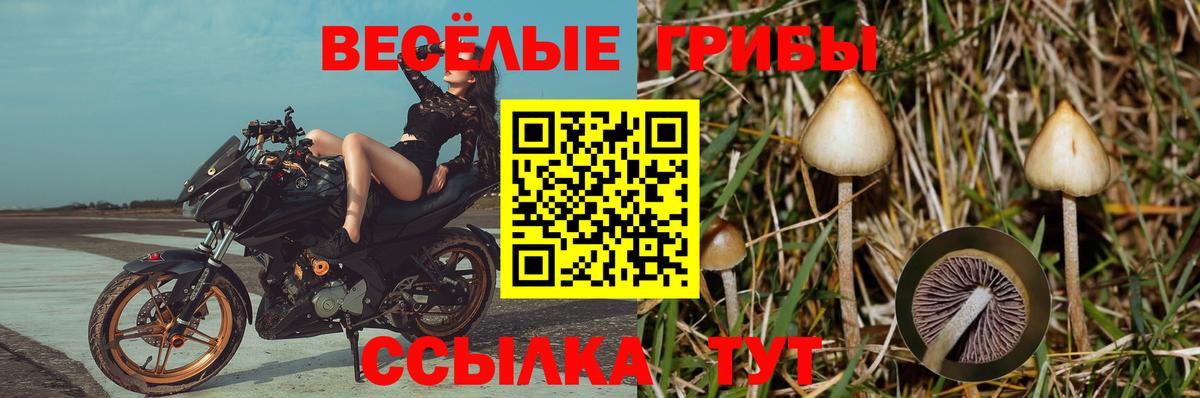 Галлюциногенные грибы Psilocybe  Галлюциногенные грибы Cubensis  Вход с VPN  купить наркотики цена  Можайск 